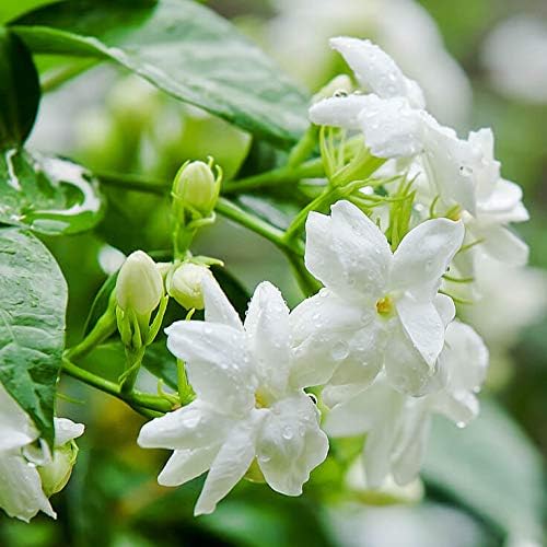 Plants Point Jasmine Natural live Mogra Flower Plant With Pot