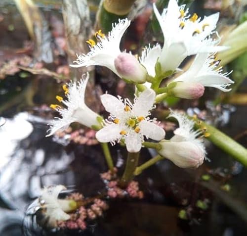 12 tolle Teichpflanzen + 2 Seekanne Miniteichrose/Seerose ideal für kleinere bis mittelgroße Teiche Komplettset mit Wasserschwaden, Kalmus, Fieberklee, Hechtkraut aus Naturteichen, tolle Ware – Bild 4