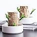 Brazilian Wood Plant,Brazilian Lucky Wood Plant for Home Office Desktop