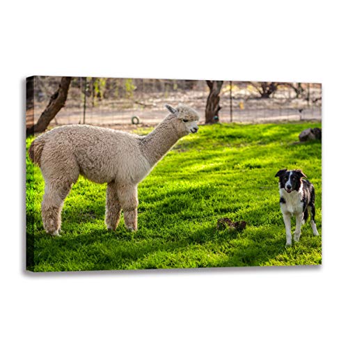Tableau sur toile alpagas et chiens 70x100cm pour décoration murale