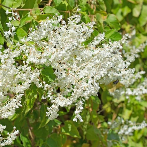 schlingknöterich - winterharte garten, bio alte sorten mehrjährig 200samen