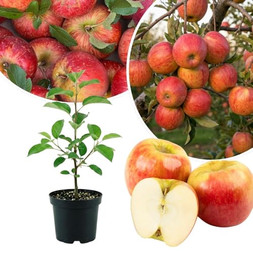Honey Crisp Apple Tree Live Plant 6-10 Tall Apple Plant for Planting Outdoor Garden Sweet Crisp Apples Bareroot Dormant in Winter No Pot