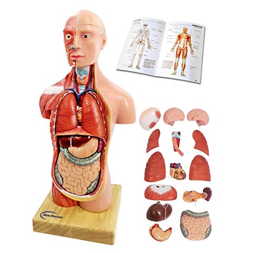 Human Body Model for Kids,15 Pcs Removeable Human Model,High -11" Human Torso Anatomy with Heart Brain Skeleton Model for Medical Student,Medical Learning Tool,Education Display,Wooden Base,Ages 6 +