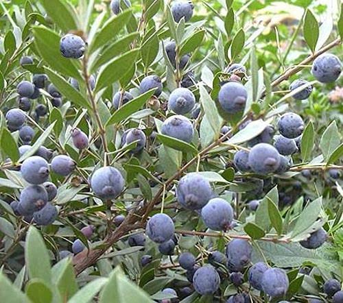 PIANTA DI MIRTO SARDO, MULTA, MURTA, MYRTUS COMUNIS, SARDEGNA VASO