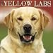 Just Yellow Labs 2018 Wall Calendar (Dog Breed Calendar)