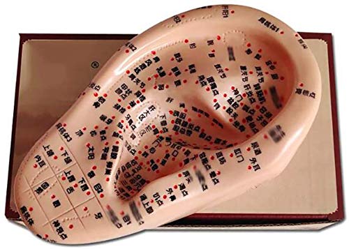 Modèle de point d'oreille acouponcture et massage méridiens - 5