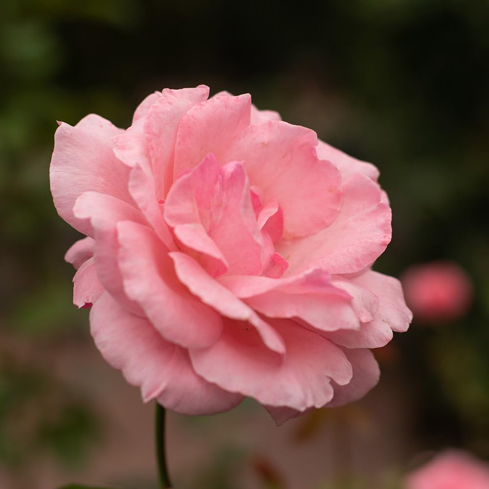 Heirloom Roses Queen Elizabeth® Rose Plant - Pink Grandiflora Rose Bush, Live Garden Roses to Plant Outdoors