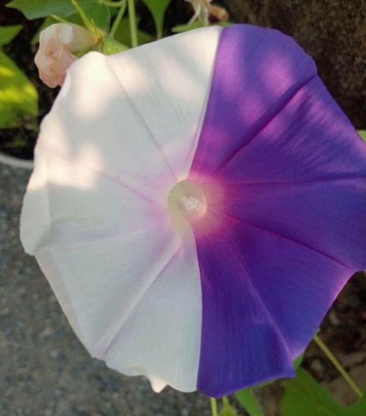 Amazon.co.jp: 朝顔 松島の種 10粒 2024年採取 朝顔の種 あさがお