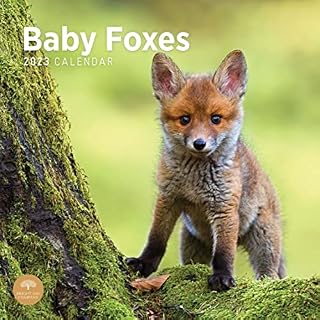 2023 Baby Foxes Monthly Wall Calendar by Bright Day, 12 x 12 Inch, Cute Wild Animal