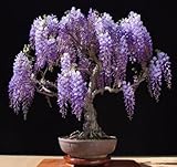 Lila Chinese Wisteria sinensis 5 Samen ez wachsen Bonsai Fragrant # 1J11