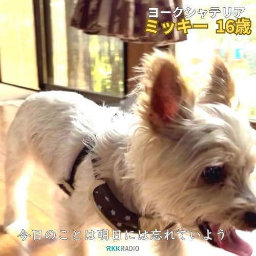 #024 35年ぶりの面影は、顔ではなく変わらない語尾の揺れに残っていた ～今日のことは明日には忘れていよう～
