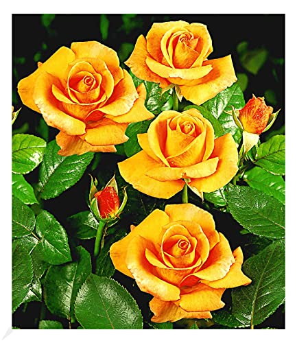 BALDUR Garten Duftend Edelrosen 'Maja Oetker®', 1 Pflanze, winterhart, mehrjährig, blühend, Schnittblume, Schnittrose, Rosa Hybride, Edelrose, Strauchrose