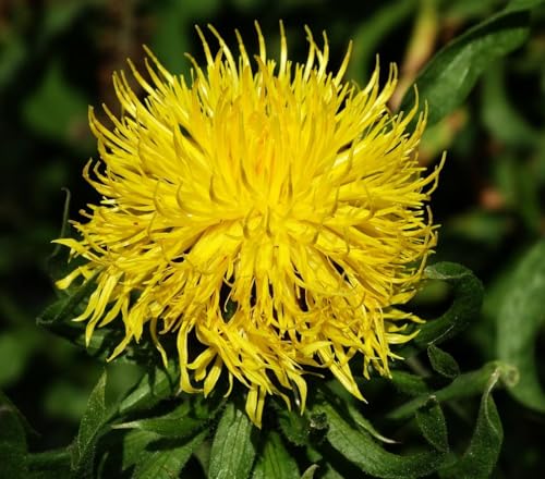 500 Pcs Yellow Tall Double Cornflower Seeds