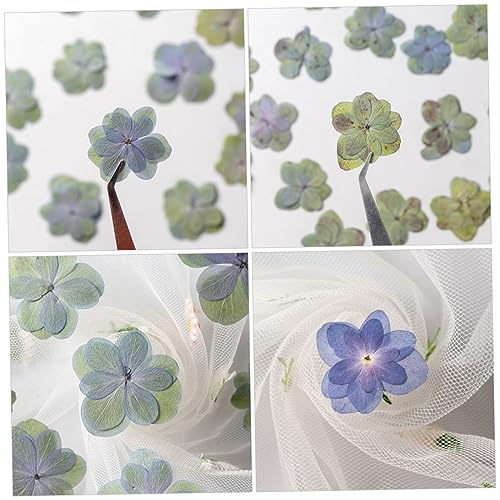 30 flores secas prensadas para manualidades DIY miniatura 6