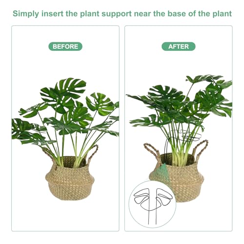 M METERXITY 2-Pack Monstera Plant Support - Image 4