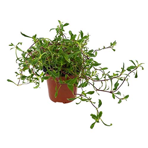 Hierba Jabonera 10cm Saponaria Officinalis Planta Natural