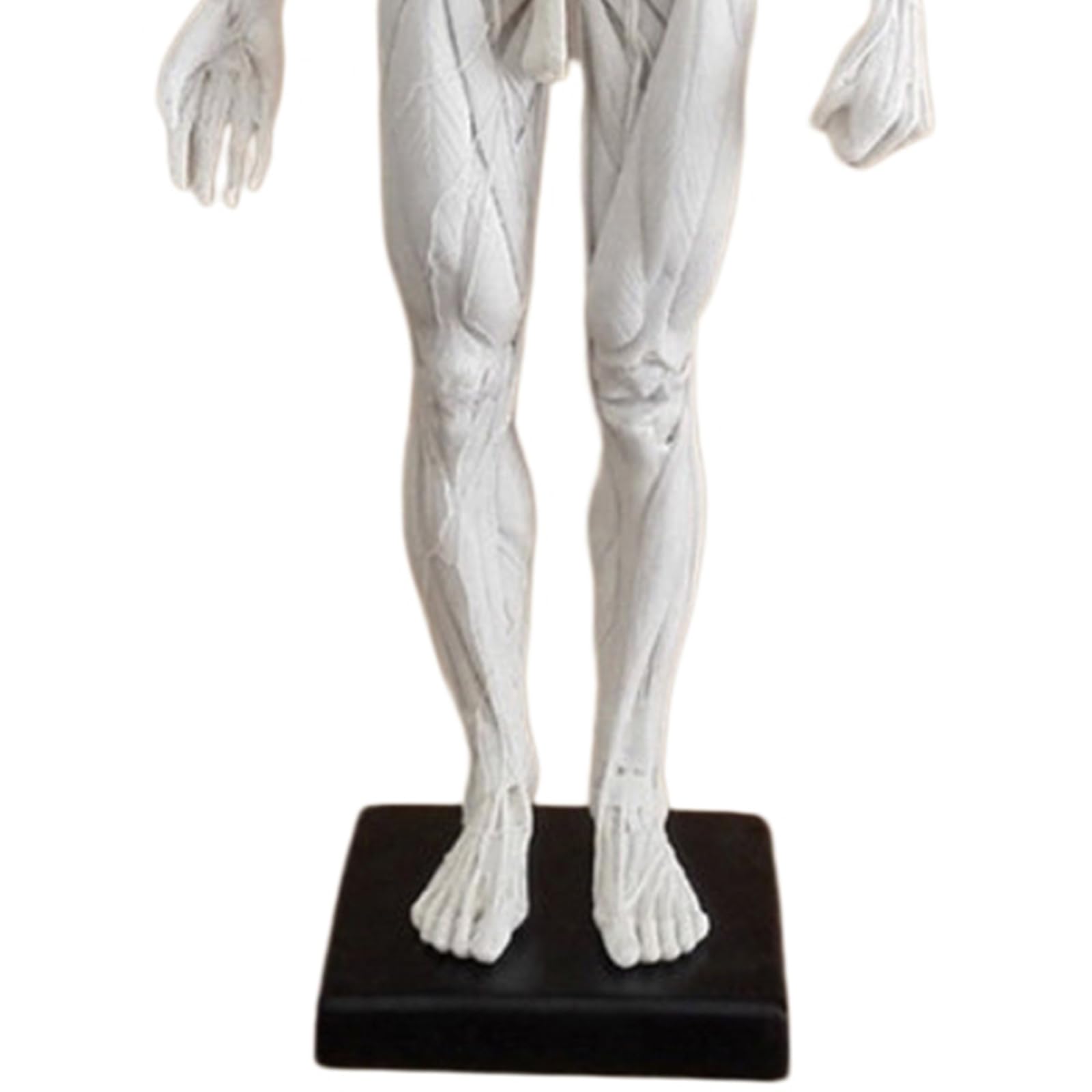 Figura de Anatomía Humana Masculina Anatomía Humana Cráneo Cabeza Cuerpo Músculo Hueso Modelo de Resina Referencia para Artistas,Blanca,60cm
