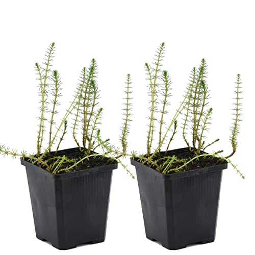 Bloomique - 2er Set - Hippuris Vulgaris - Tannenwedel Wasserpflanzen -...