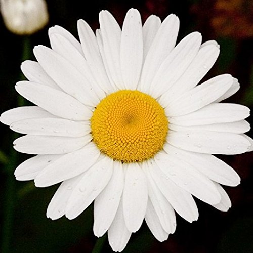Non Gmo Bulk Ox-Eye Daisy Seeds Chrysanthemum Leucanthemum (1 Lb) Approximate Seeds Per Pound: 859,000 #TOP1