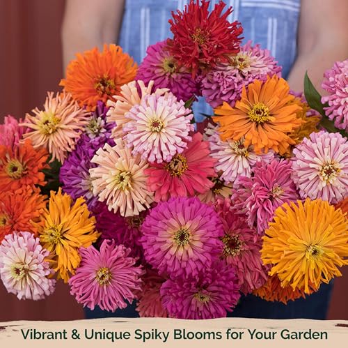 KVITER 1000 Mix Giant Cactus Zinnia Seeds for 2025 Bulk (Zinnia Elegans) – Zinnia Mix Garden Seeds, Organic & Non-GMO – Ideal Giant Zinnia Flower Seeds for Planting in Outdoor Garden & Containers