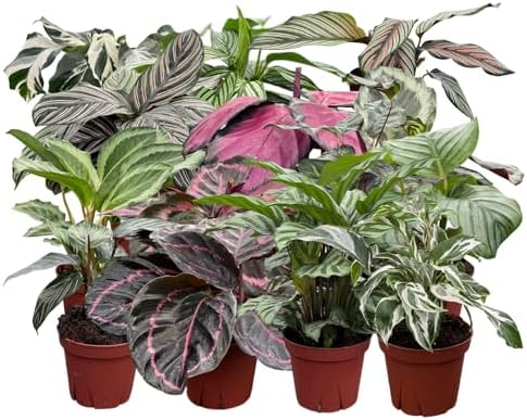 CoollectivePlants Calathea Assorted Collection (6 Pack) – Live Ca...
