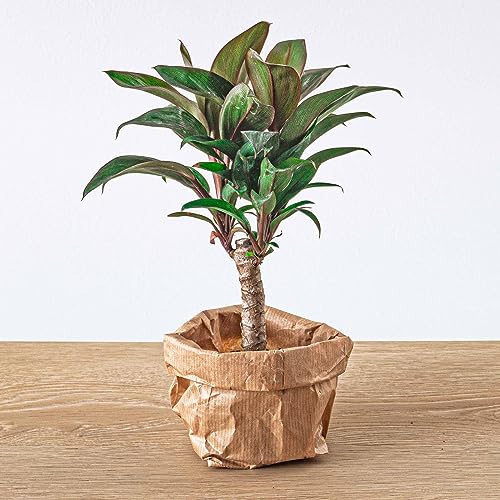 Foto von Flaschengarten Paket Palme - 3 Pflanzen - Nachfüll & Starterpaket DIY - Pflanzenterrarium Nachfüllset