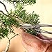 Bonsai Design Techniques