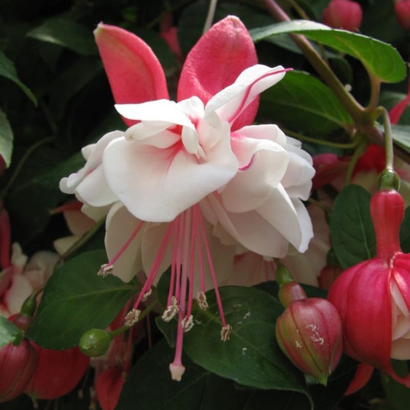 Miniatura 4 de Plantas blancas y rojas fucsias vivas, plantas fucsias, enchufe de inicio de 3 a 5 pulgadas de alto, planta de flores perennes resistentes para