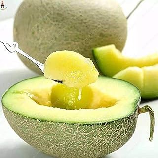 Kalash New 20pcs Cantaloupe Melon Fruit Seeds for Gardening Light Yellow