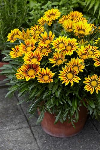 Image of Gazania Sunshine Mix Flower Seeds Pack of 50 Plus Seeds Multicolor Daisy Flower Seeds for Home Garden Balcony Pots Outdoor Gardening(Gazania sun shine)