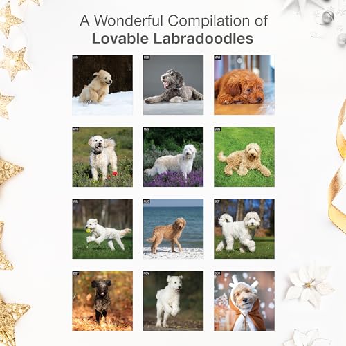 Image of RED EMBER Labradoodles 2026 Wall Calendar 12 Month | 12 inch x 24 inch Open | Thick & Sturdy Paper | Giftable | Cute Labrador Retriever Poodle Puppy Dog Calendar 2026