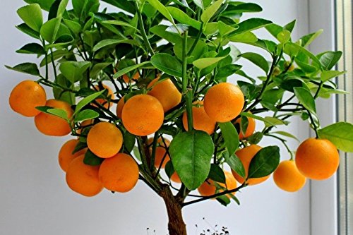 M-Tech Gardens Rare Dwarf Variety Mandarin Sweet Citrus Orange Fruit Seeds (10 Seeds Pack) - ORANGE101-image-12