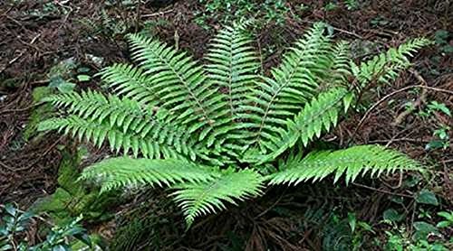 Polystichum Polyblepharum Fern Plant in a 13cm Pot