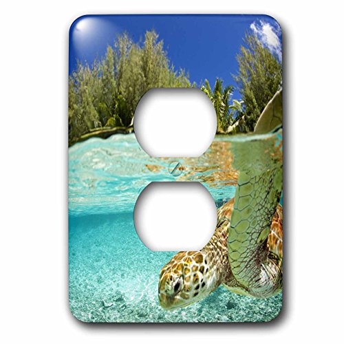 Cache-prise tortue de mer verte Bora Bora Polynésie française - 2