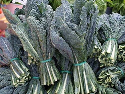Kale Seed Assortment- 4 Varieties, Over 1,500 Seeds