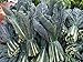 Kale Seed Assortment- Red Kale (300 Seeds), Black Kale (200), and Siberian Kale (500)