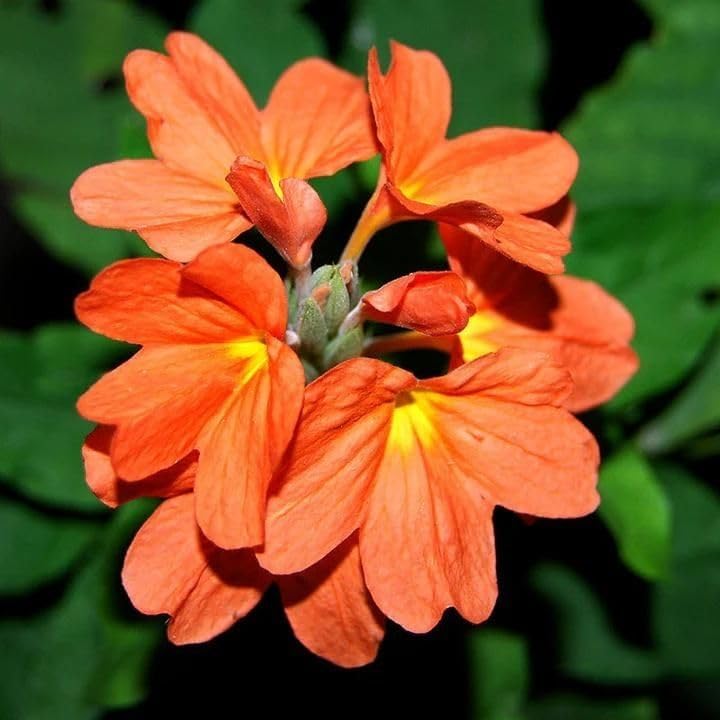 Rare Crossandra (Crossandra infundibuliformis) Firecracker Flower Kanakambaram Live Plant (1 healthy Live Plant)