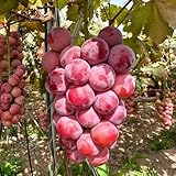 semillas de uva trepadoras resistentes semillas interior exóticas Los enanos son resistentes en contenedores decoracion 300pcs