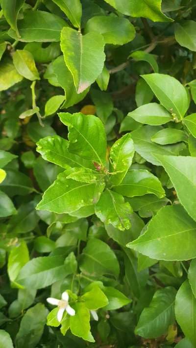 Sweet Lime Leaves (Mosambi), Fresh Citrus Limetta, Pack of 21 Leaves-image-45