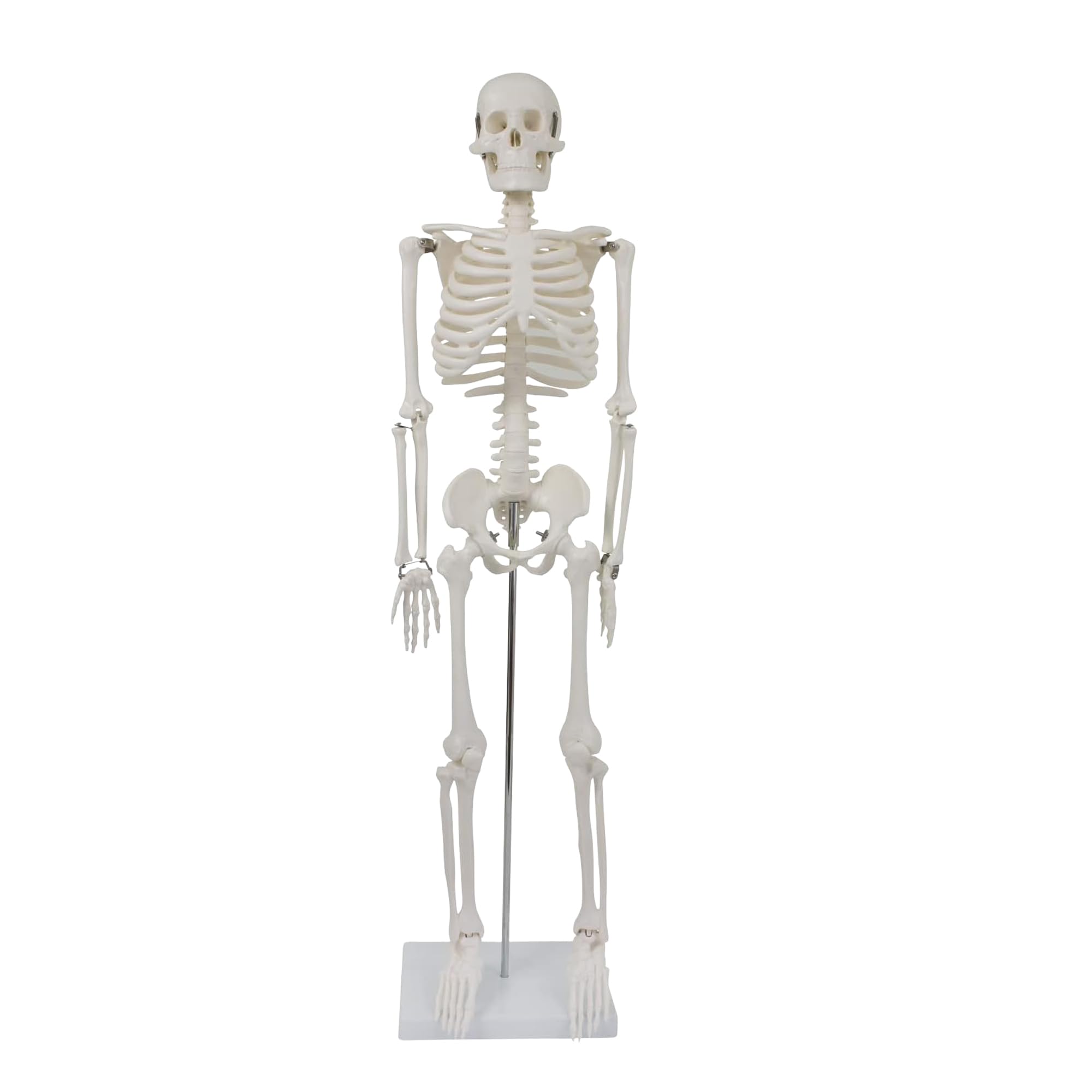 Anatomie Skelett 87 cm, detailliertes menschliches Skelett aus Kunststoff mit beweglichen Extremitäten, für Schule, Studium und Anatomie-Training, Lehrmodell