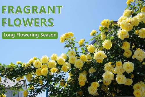 image for Ficoszo 600+ Mix Climbing Rose Seeds for Planting Outdoors Ornamental 