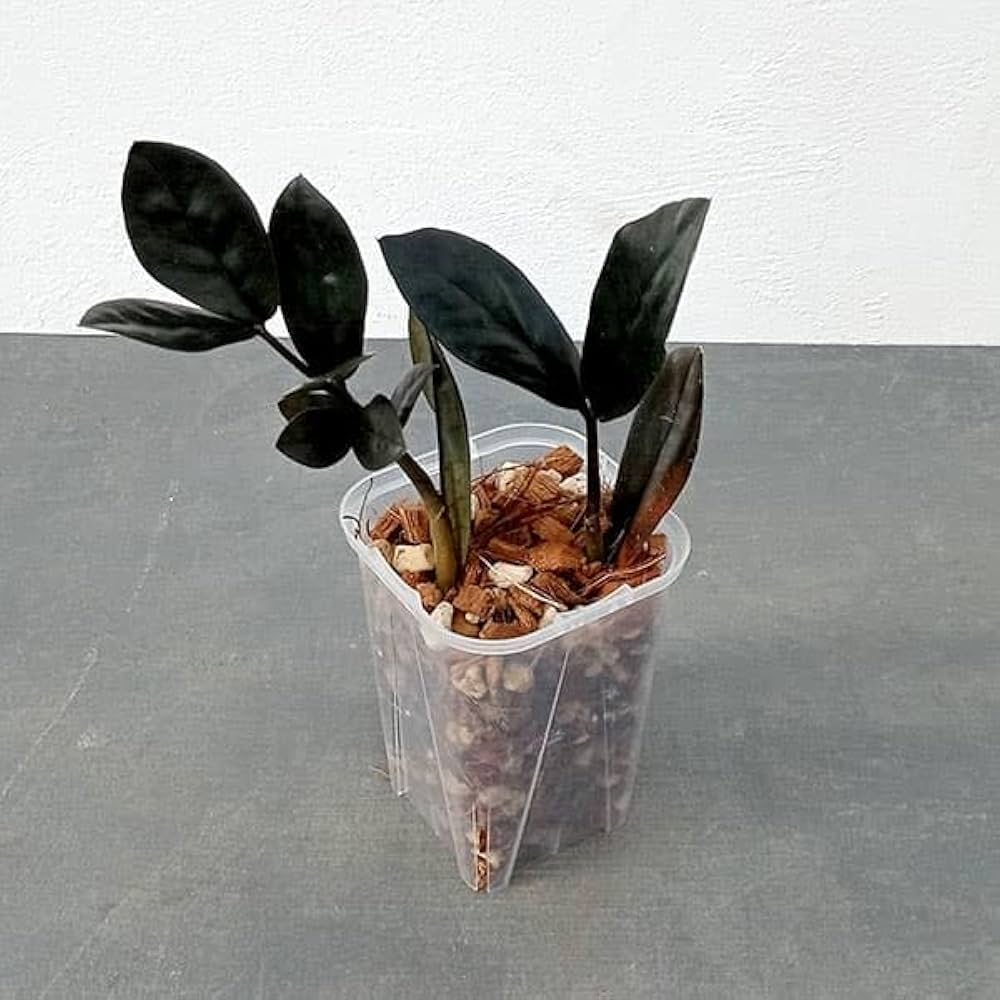 ✨激レア✨ザミオクルカス　レイブン　斑入り　葉挿し　右下カット 極上ZZV】 葉挿しで増やすか悩んだ末、結局このまま発根させまし