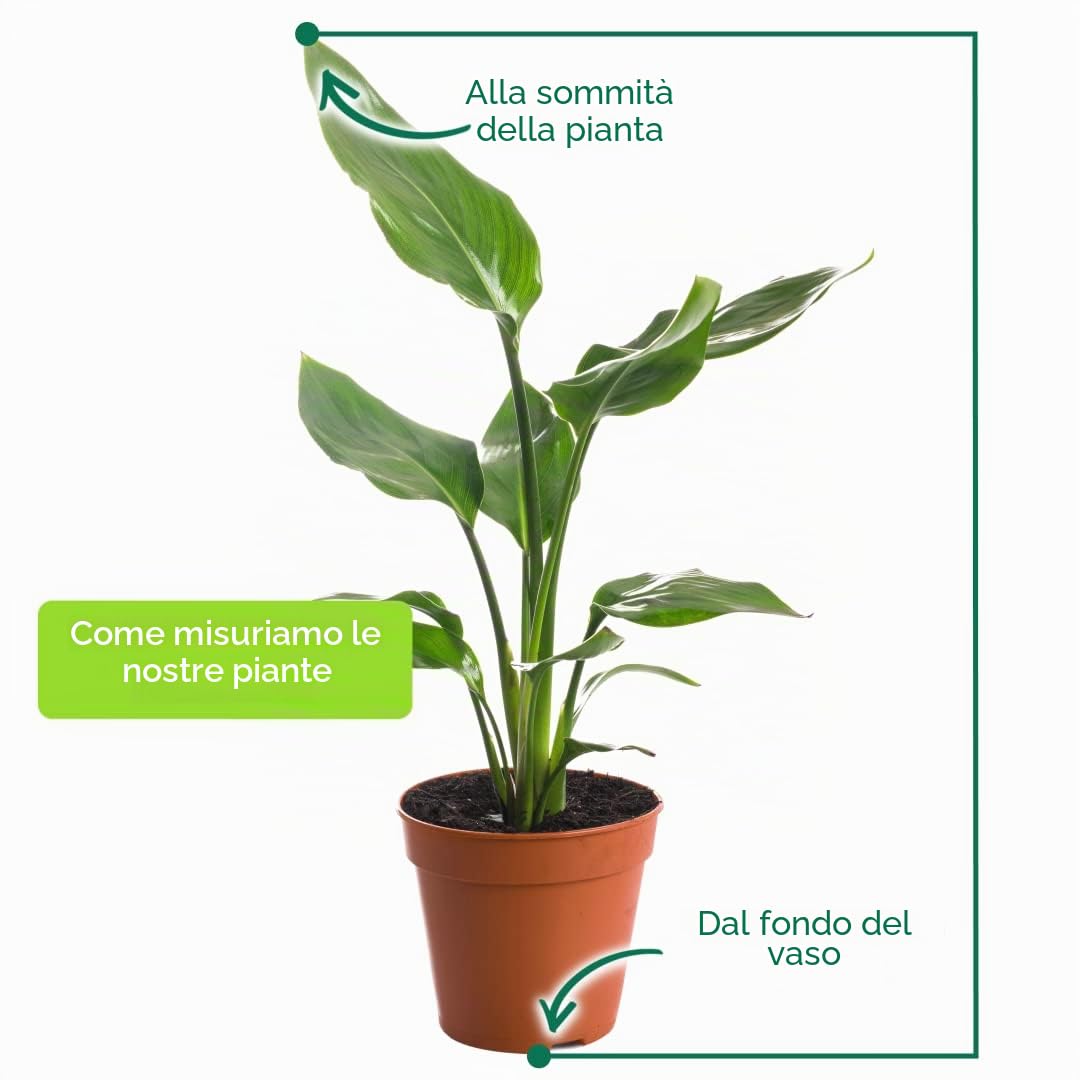 Strelitzia Nicolai, grande pianta da interno, vera sempreverde, alta e esotica.