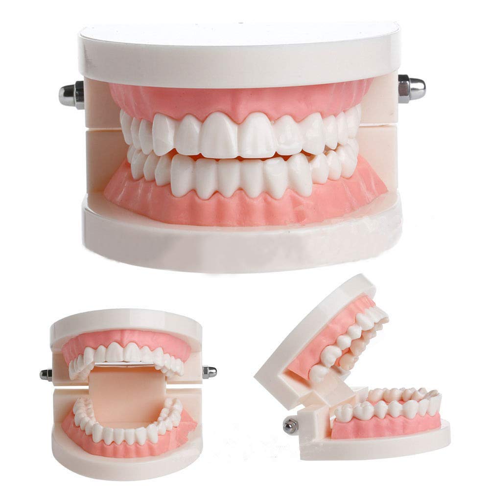 Produits de Soins bucco-dentaires Modèle de Dents Typodont, Modèle de Dents dentaires, Instrument de Communication médecin-Patient Outil pédagogique de brossage