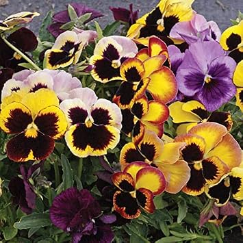Park Seed Swiss Giants Mix Pansy Heirloom Seeds, Large Perennials, Pack of 25 Seeds
