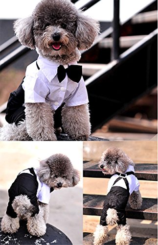 Qicheng&Lys Dog Shirt Puppy Pet Small Dog Clothes, Stylish Suit Bow Tie Costume, Wedding Shirt Formal Tuxedo With Black Tie, Dog Prince Wedding Bow Tie Suit， For Small Medium Dogs (S) #TOP2