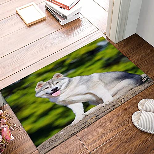  Tappeto Bagno 50x80 cm,Tappetino Antiscivolo per Il Bagno,Siberian Sled Husky Pedigree Razza adorabile Cucciolo di bellezza Anim,Soffice Tappeto da Bagno in Microfibra,Assorbente,Lavabile in Lavatrice
