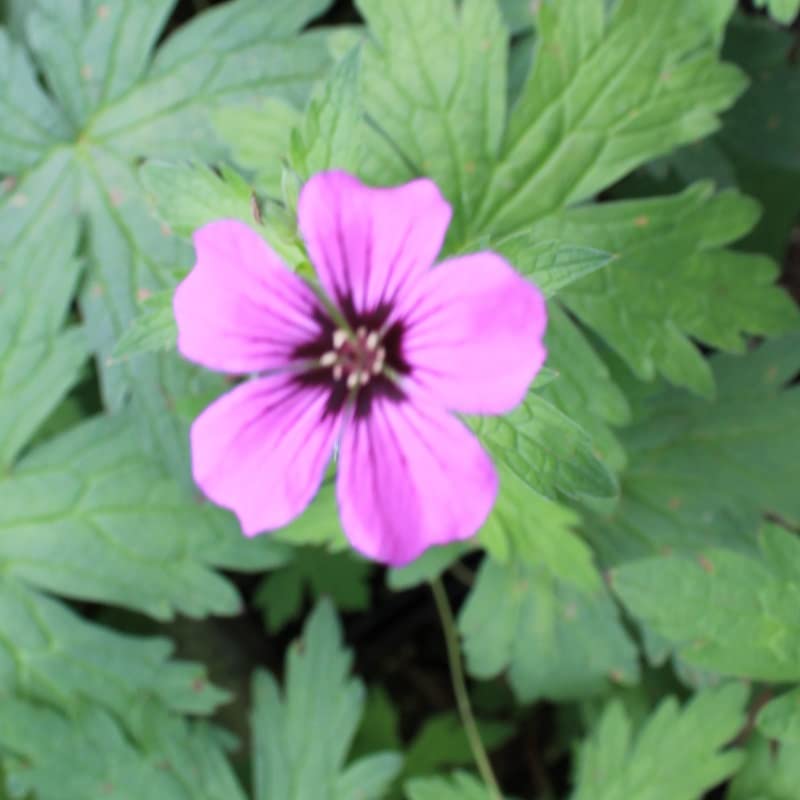 6x Geranio psilostemon – Geranium psilostemon – Vaso 9x9 cm – geranio perenne fioritura magenta giardino