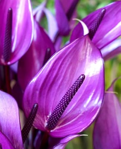 Anthurium Tiny Purple in Nursery Plant Pot Live Rare Exotic