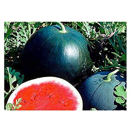 Melone Wassermelone Sugar Baby Zucker Baby 10 Samen Amazon De Garten